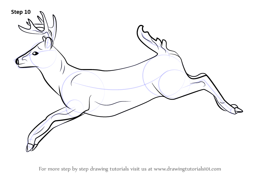 842x596 Learn How To Draw A White Tailed Deer (Wild Animals) Step By Step