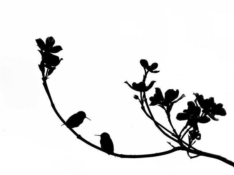 800x600 Birds In Silhouette Hummingbird Art Print Bird Black White