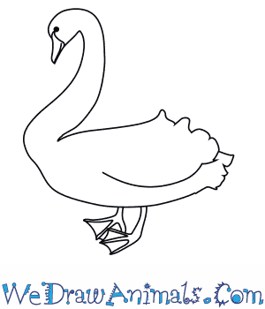 300x350 How To Draw A Black Swan