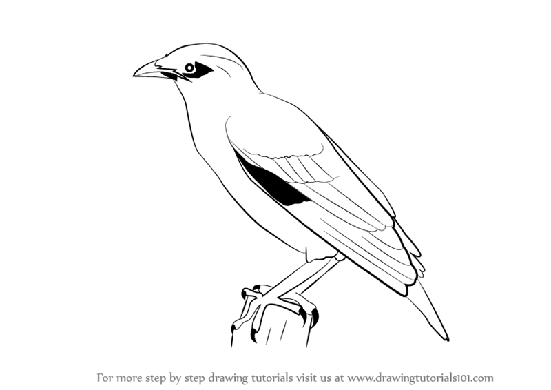 800x566 Learn How To Draw A Myna (Birds) Step By Step Drawing Tutorials