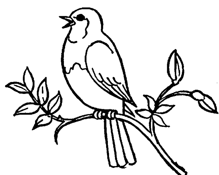 731x585 Bird Clipart Black And White