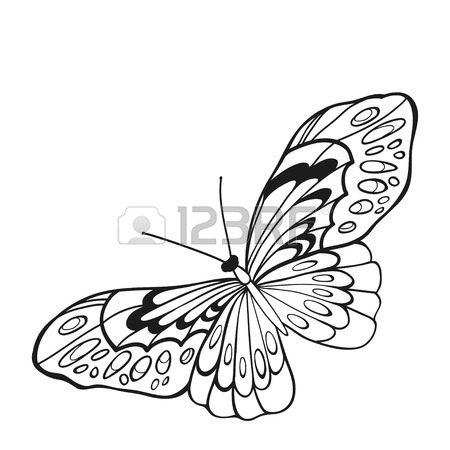 450x450 Black And White Butterfly With Open Wings In A Top View. Sketch