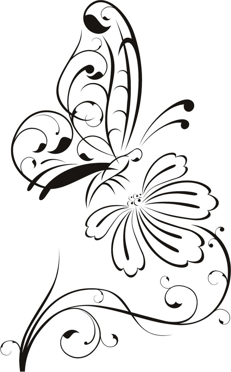 736x1187 Outline Drawing Of A Butterfly Best Ideas About Butterfly