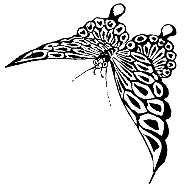 645x650 Beautiful Butterfly Images