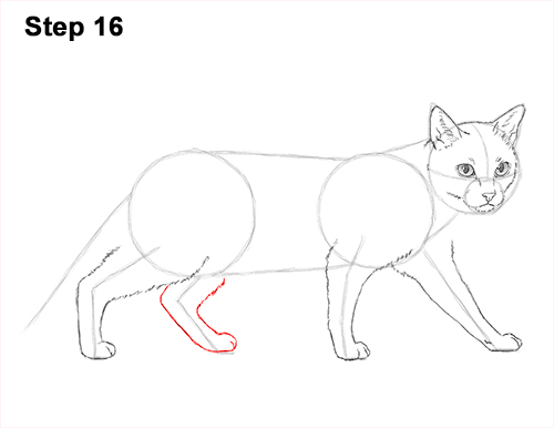500x386 How To Draw A Siamese Cat