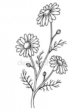 337x450 Daisy Flower Graphic Black White Isolated Sketch Illustration