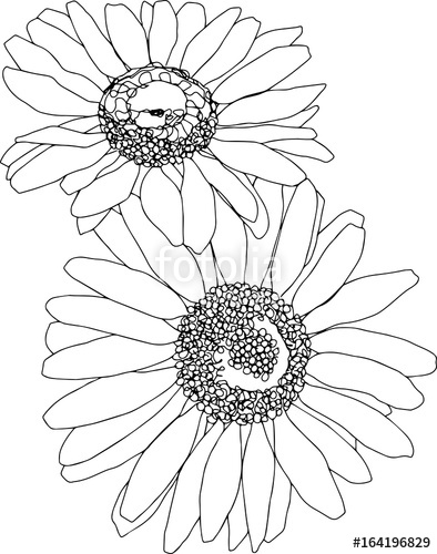 394x500 Two Daisies Line Art. Botanical Sketchbook Flower Drawing. No