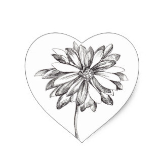324x324 Black And White Daisy Drawing Gifts On Zazzle