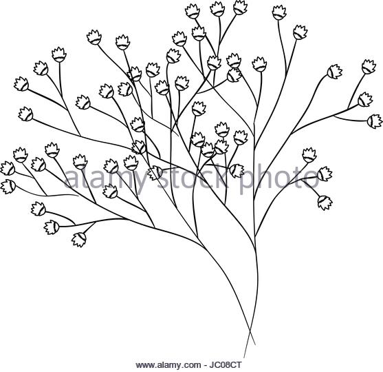 Black And White Dandelion Drawing at GetDrawings | Free download