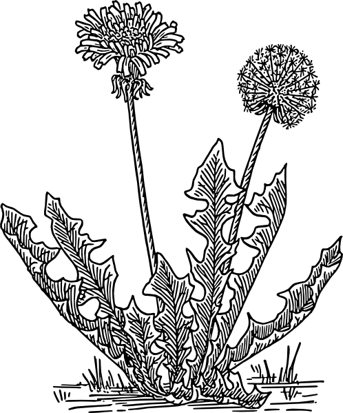 498x599 Dandelion Grass Clip Art