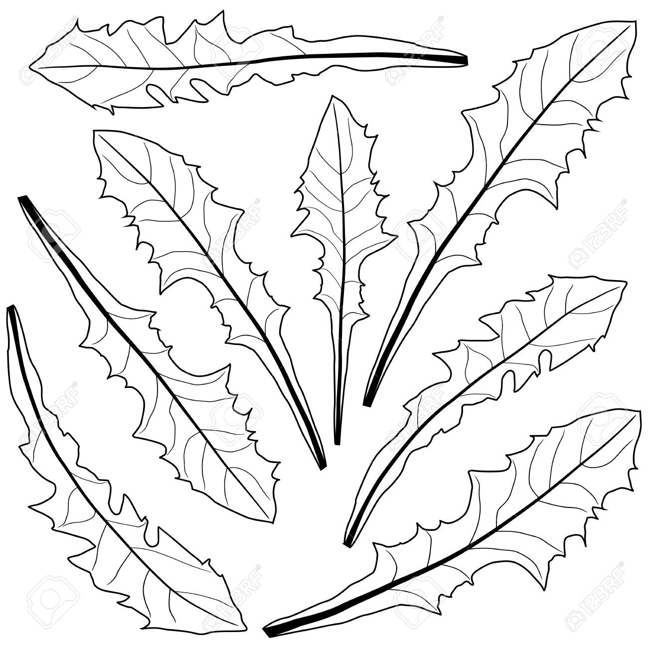 1300x1300 Dandelion Leaves In Black And White Royalty Free Cliparts, Vectors