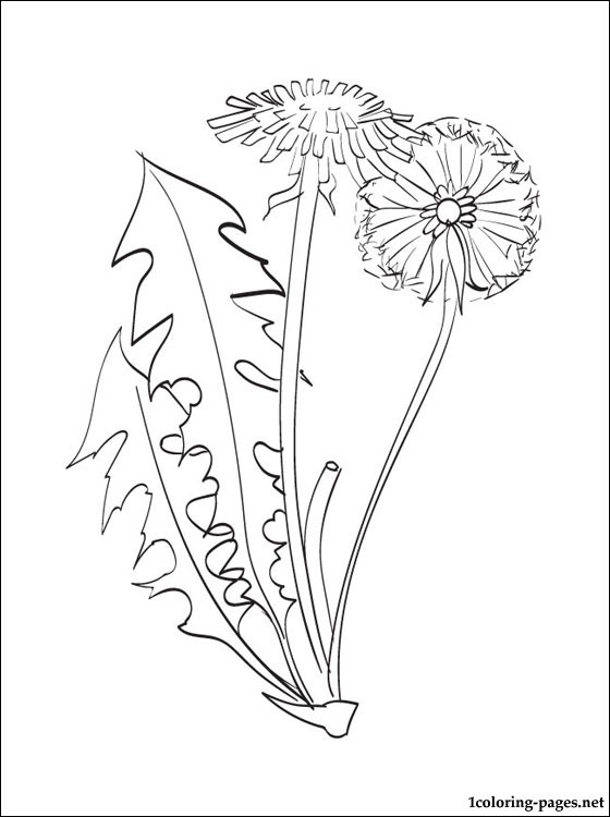 560x750 Dandelion Coloring Page Coloring Pages Art Coloring
