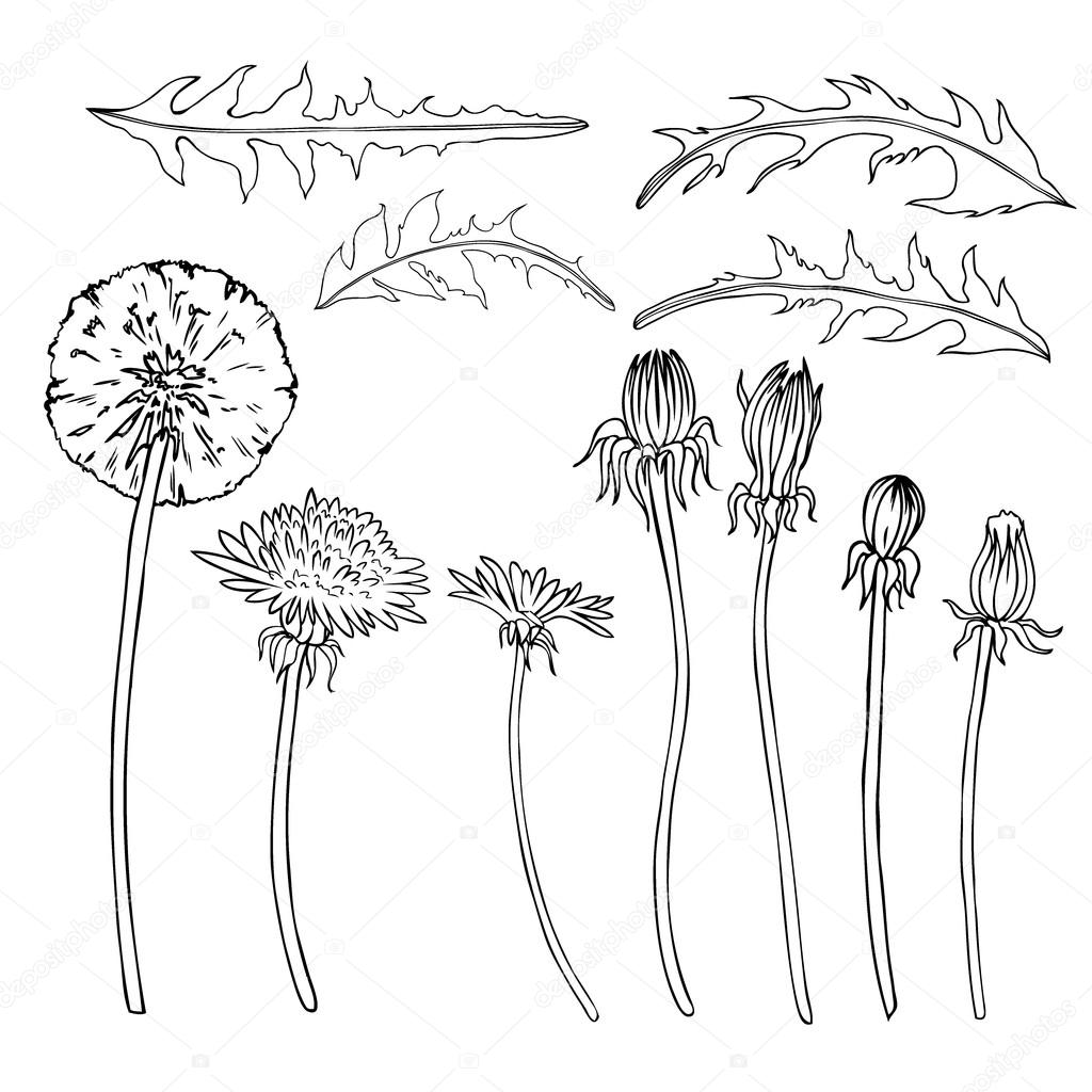 1024x1024 Dandelion Flower, Bud, Leaves Vector Engraving Botanical Sketch