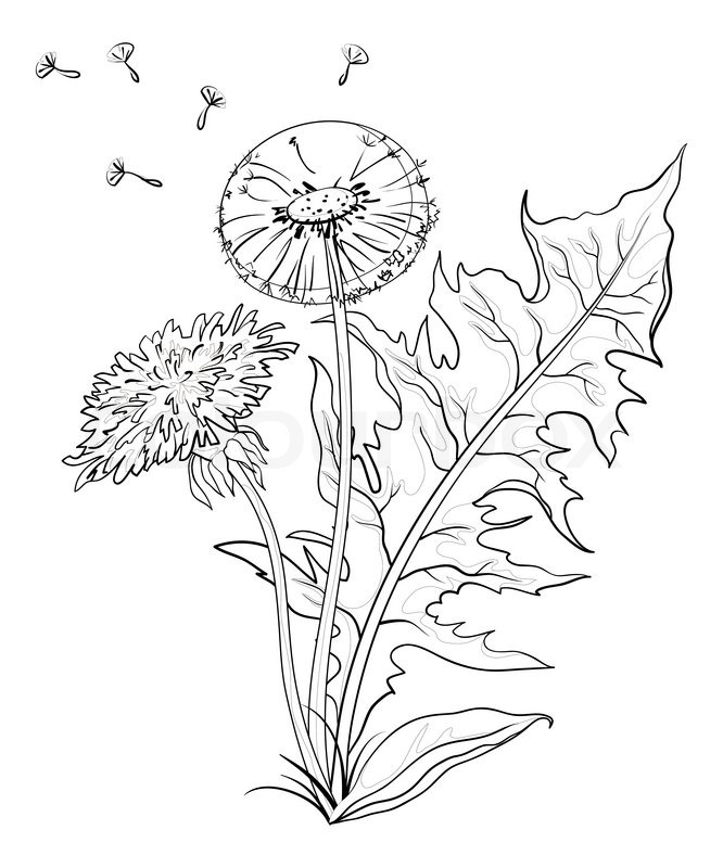 666x800 Flowers Dandelions With Leaves And Seeds, Contours Stock Photo