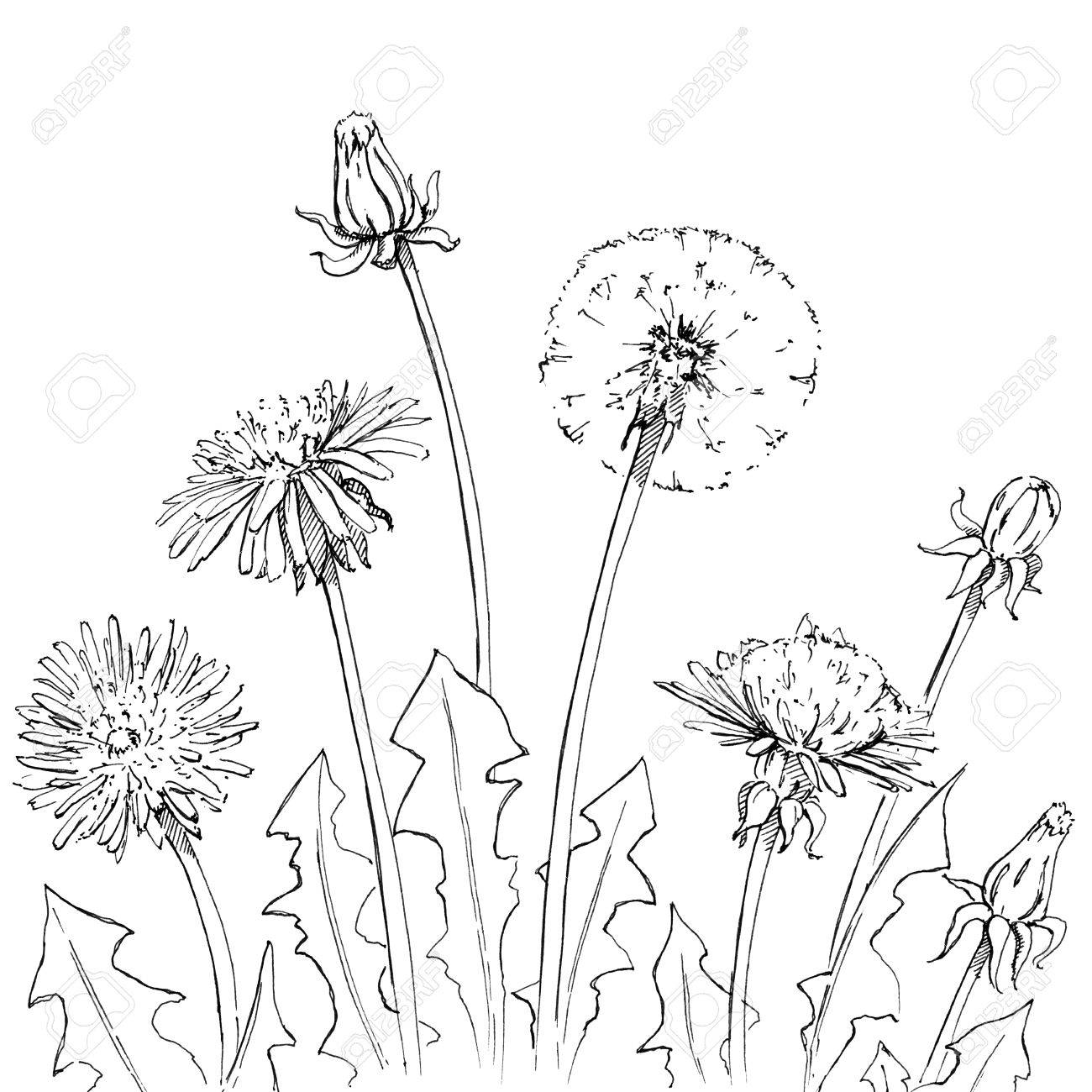 1300x1300 Hand Drawn Graphic Flowers Dandelion On White Background Stock