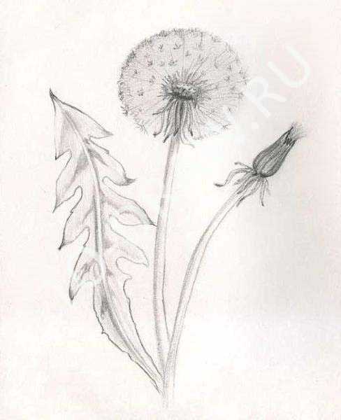 488x600 How To Draw A Pencil Dandelion Stages
