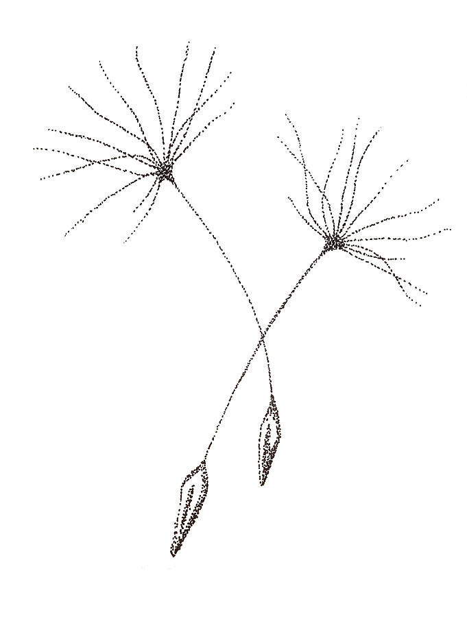 681x900 Black And White Dandelion Paw Drawing By Jurgadream Jurgita