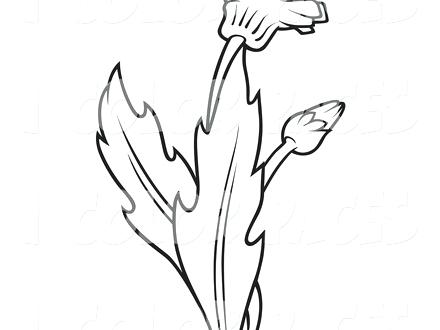440x330 Dandelion Coloring Page Joandco.co