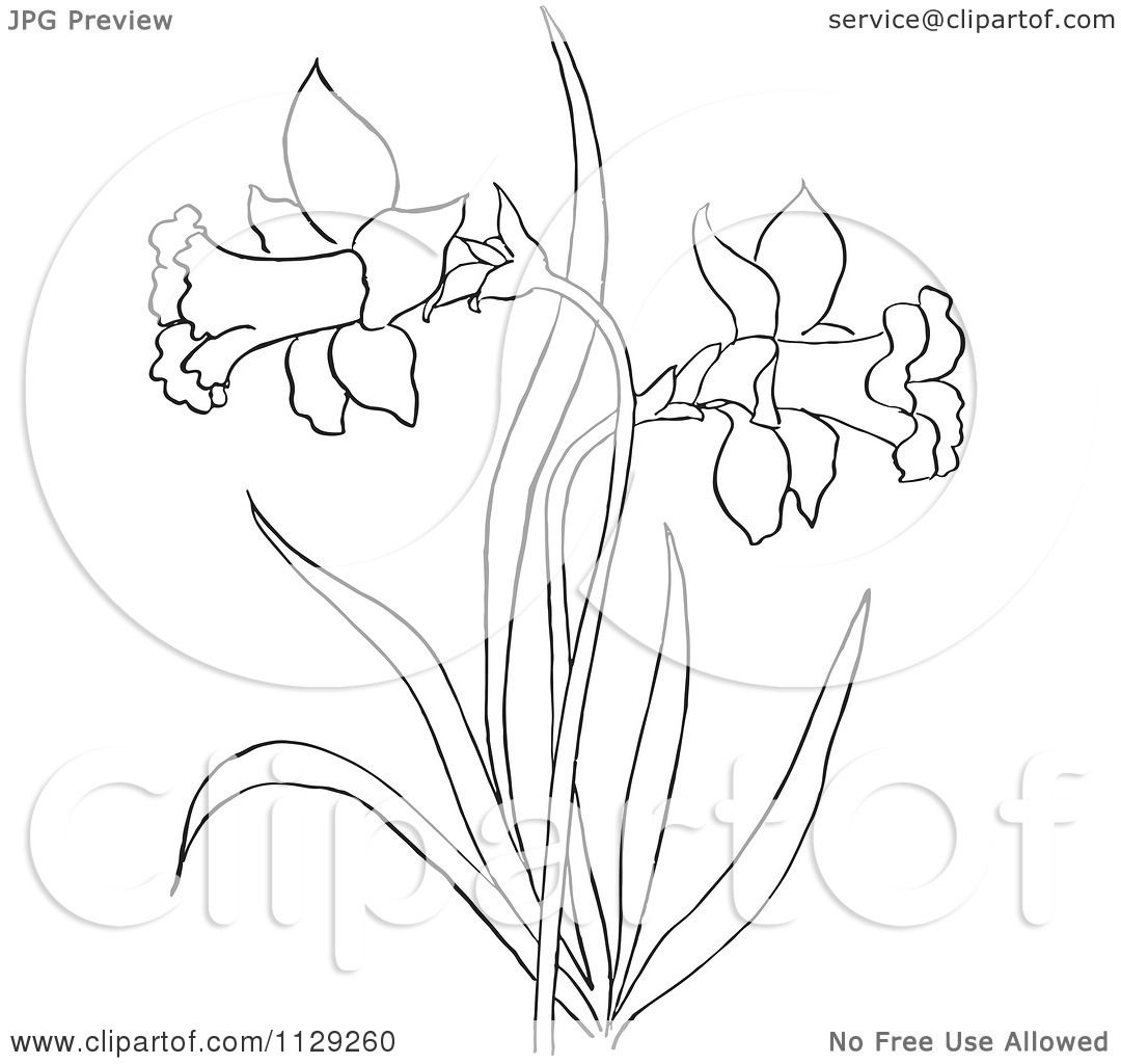 1080x1024 Cartoon Clipart Of An Outlined Dandelion Flower Plant
