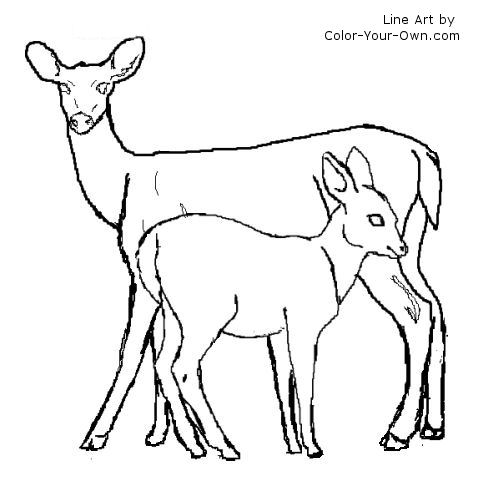 500x500 White Tailed Deer Fawn Drawing Images Pictures Becuo In Coloring