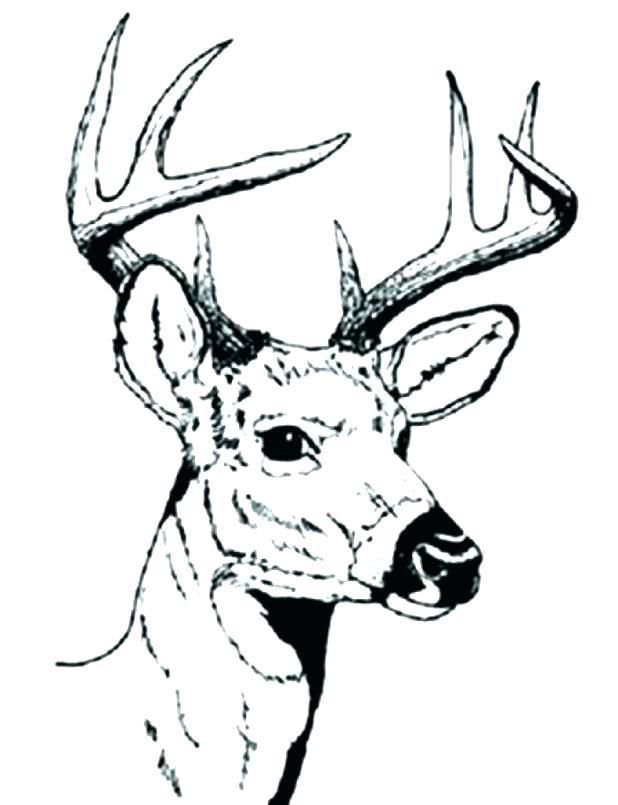 618x805 Whitetail Deer Coloring Pages This Is Deer Coloring Pages Pictures