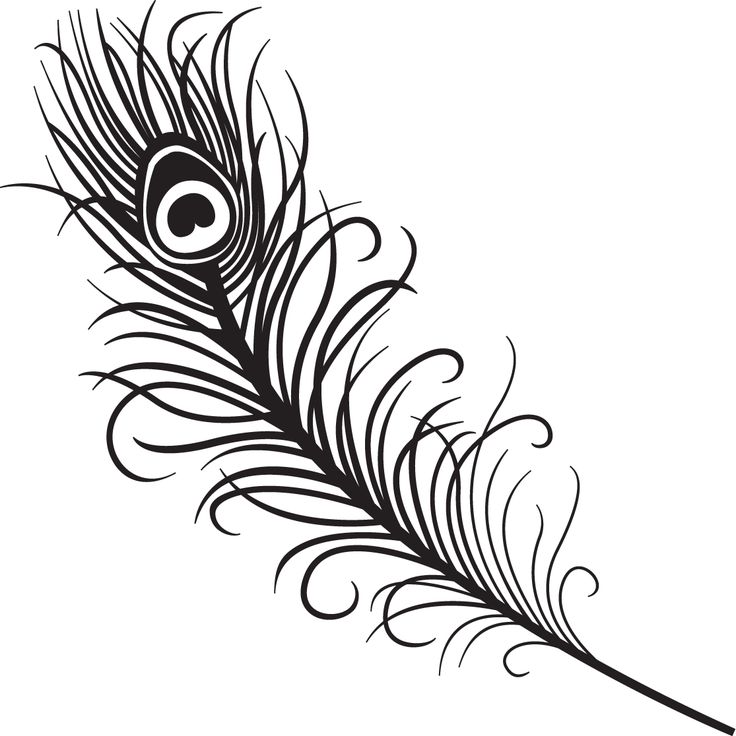 736x736 Drawn Peacock Line Art