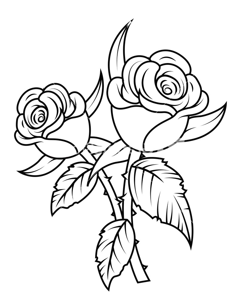 801x1000 Rose Flower Black And White Drawing Rose Black And White Rose