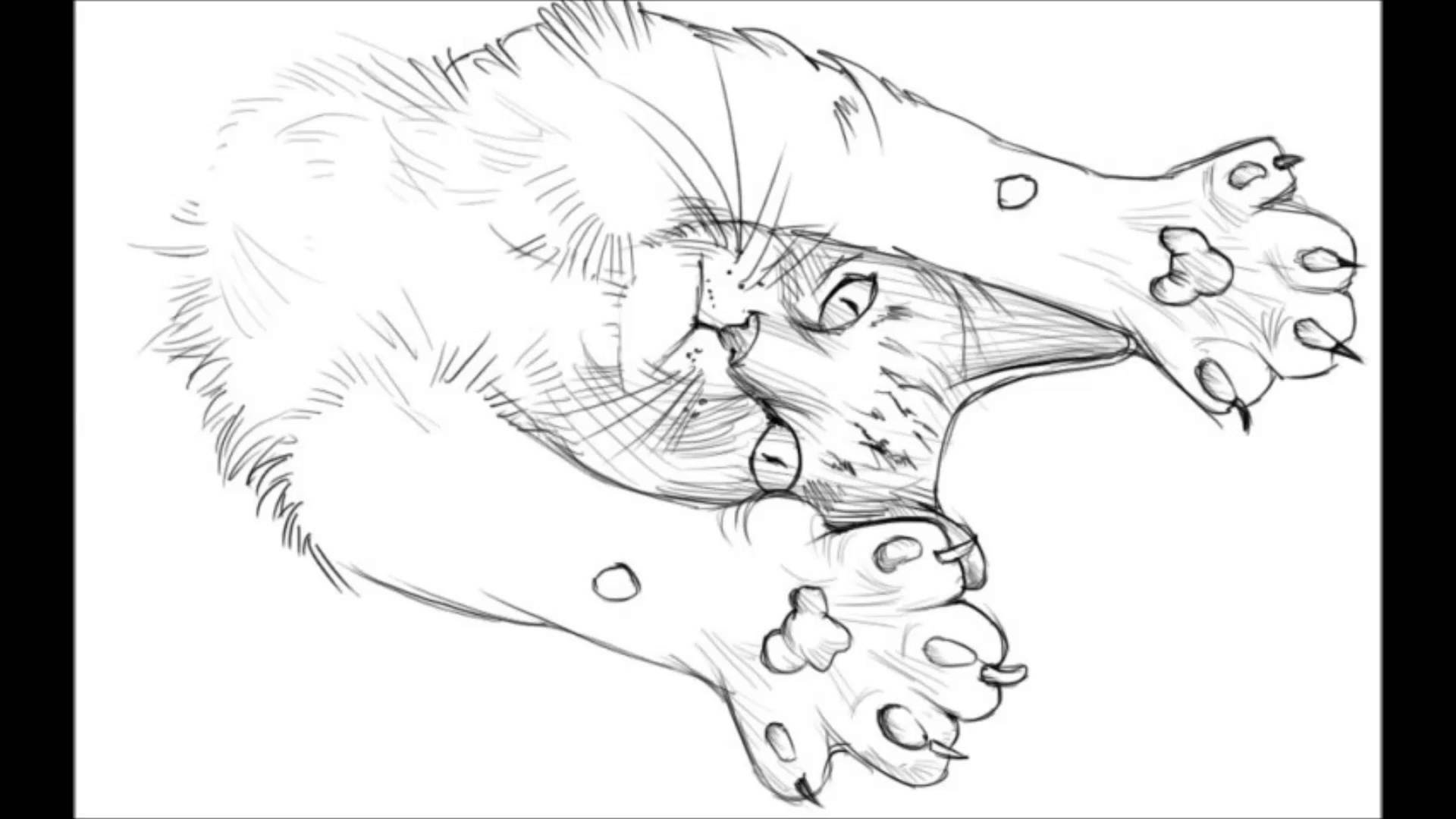 1920x1080 How To Draw A Cat Face