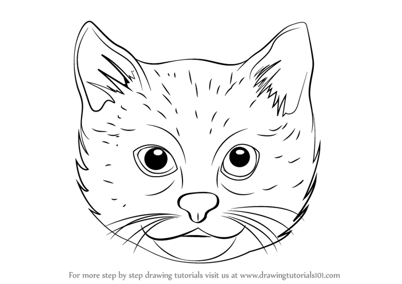 800x566 Learn How To Draw A Cat Face (Cats) Step By Step Drawing Tutorials