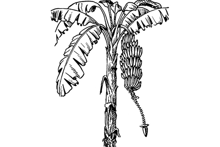 720x480 Banana Tree Clipart