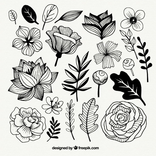 626x626 Flower Sketch Vectors, Photos And Psd Files Free Download