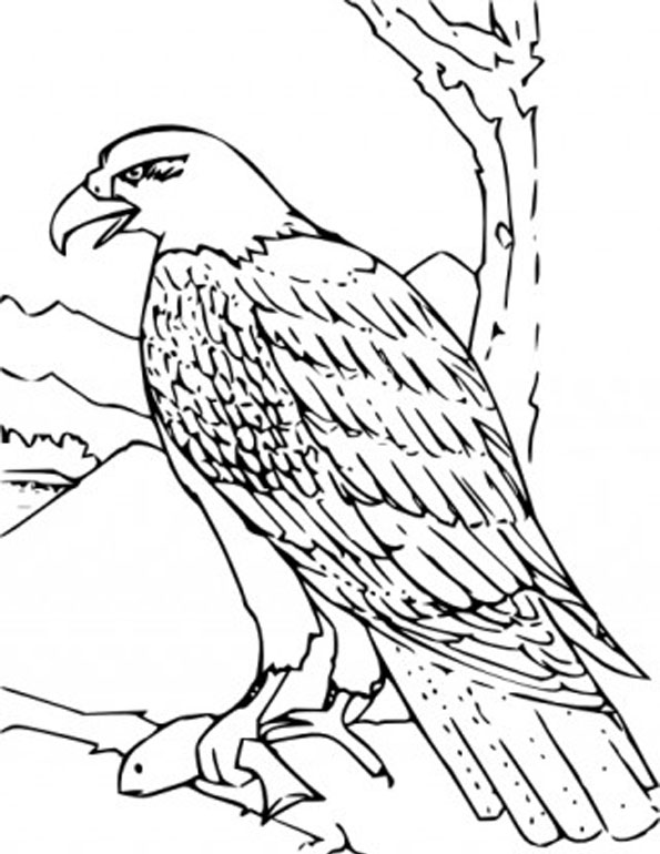 595x770 Bald Eagle Clipart Black And White