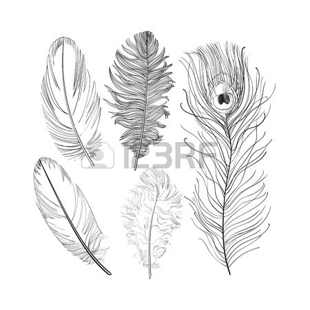 450x450 Hand Drawn Set Of Various Black And White Bird Feathers, Sketch