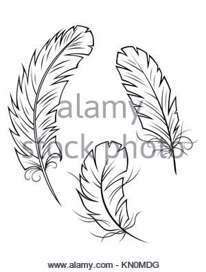 300x397 Set Of Black Decorative Feathers On A White Background Stock