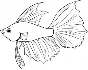 302x238 How To Draw A Betta Fish Step 4
