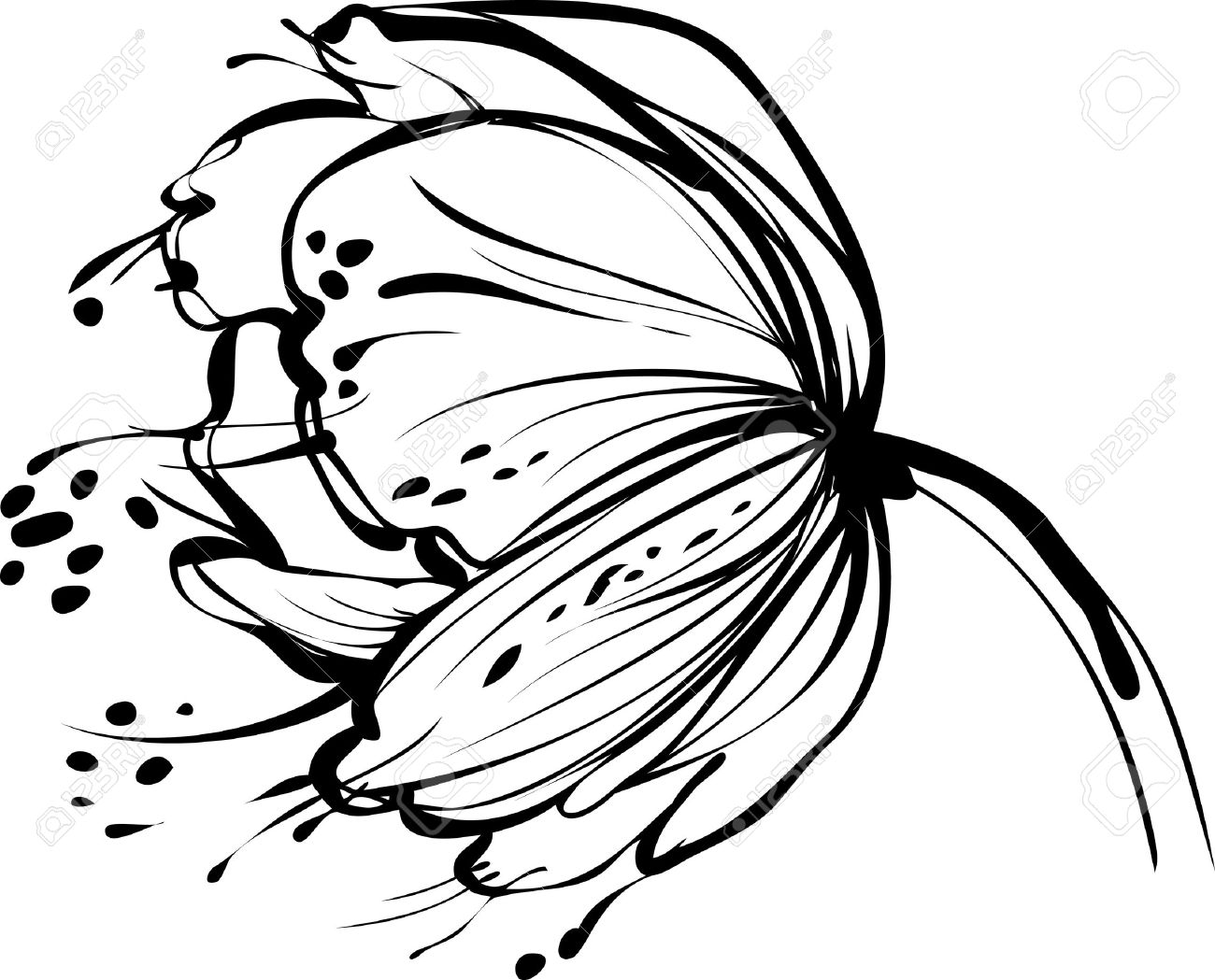 1300x1049 A Image Of Nature White Flower Bud Royalty Free Cliparts, Vectors