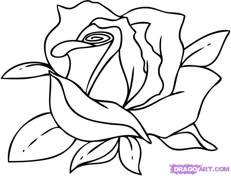 743x567 Rose Drawing