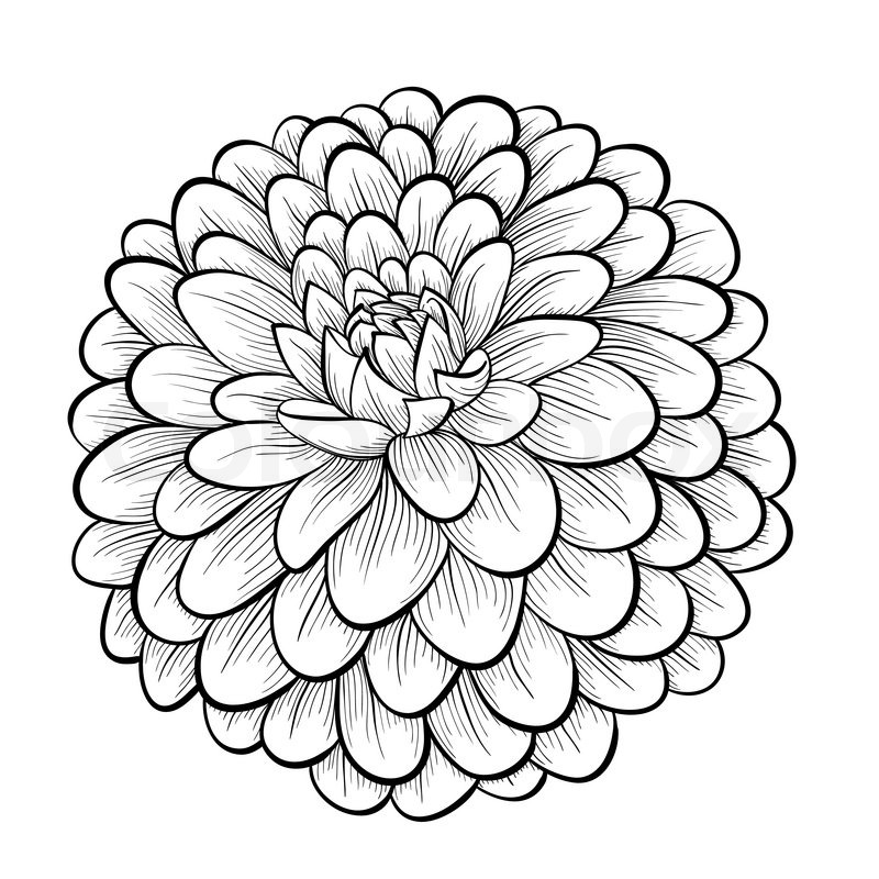 800x800 Beautiful Monochrome Black And White Dahlia Flower Isolated