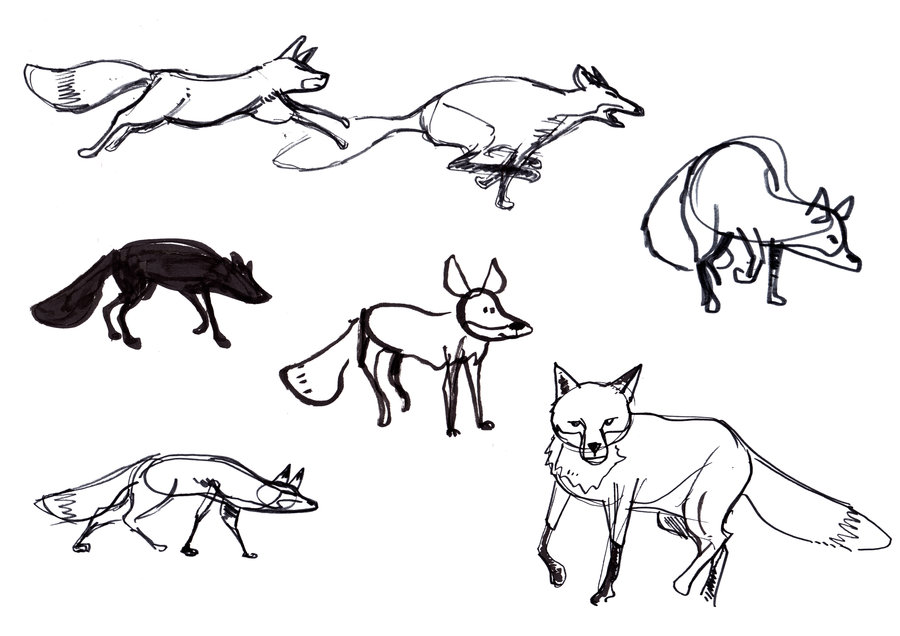 900x636 Red Fox Studies