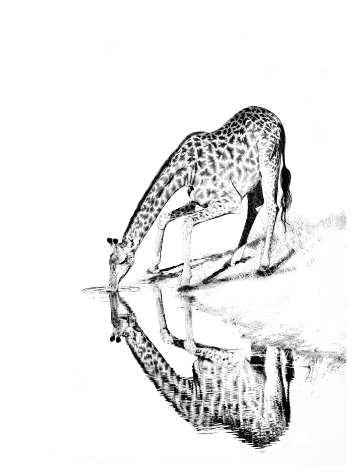 705x940 Black And White Fine Art Photo Print Of A Giraffe Drinking