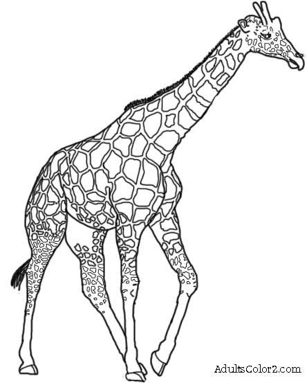 444x553 Powerful Giraffe Drawing