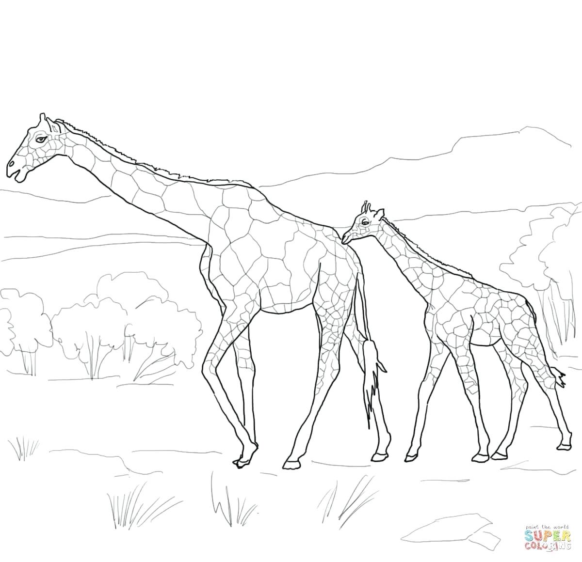 1200x1160 Printable Printable Black And White Giraffe Draw. Printable Black