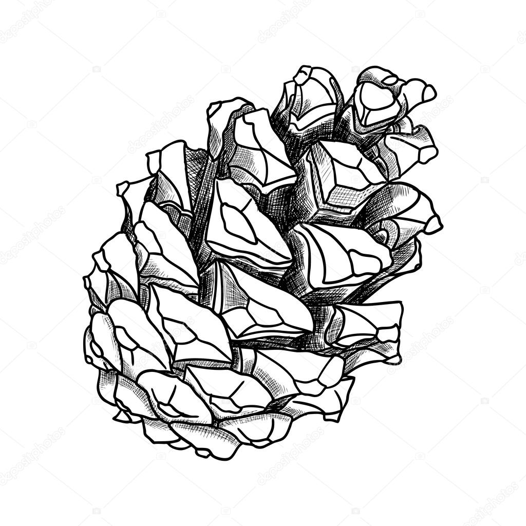 1024x1024 Hand Drawing Pine Cone Stock Vector Goldenshrimp