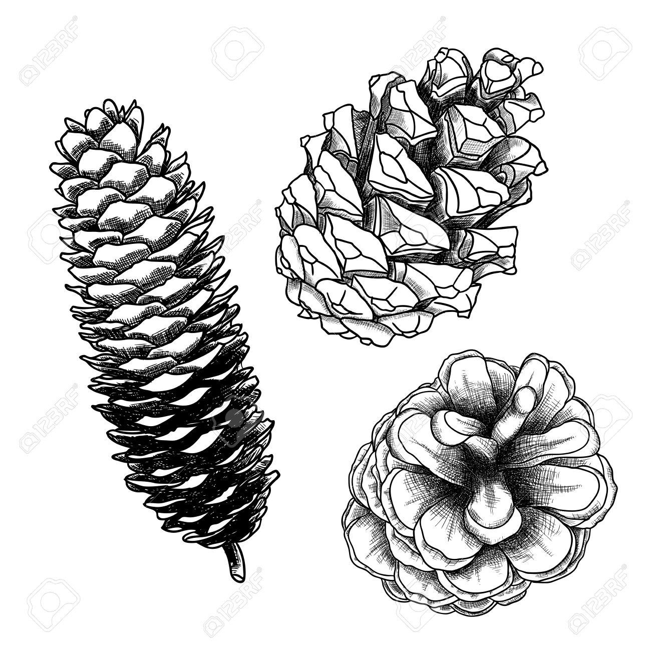 1300x1300 Set Of Sketch Hand Drawing Pine Cones On White Background