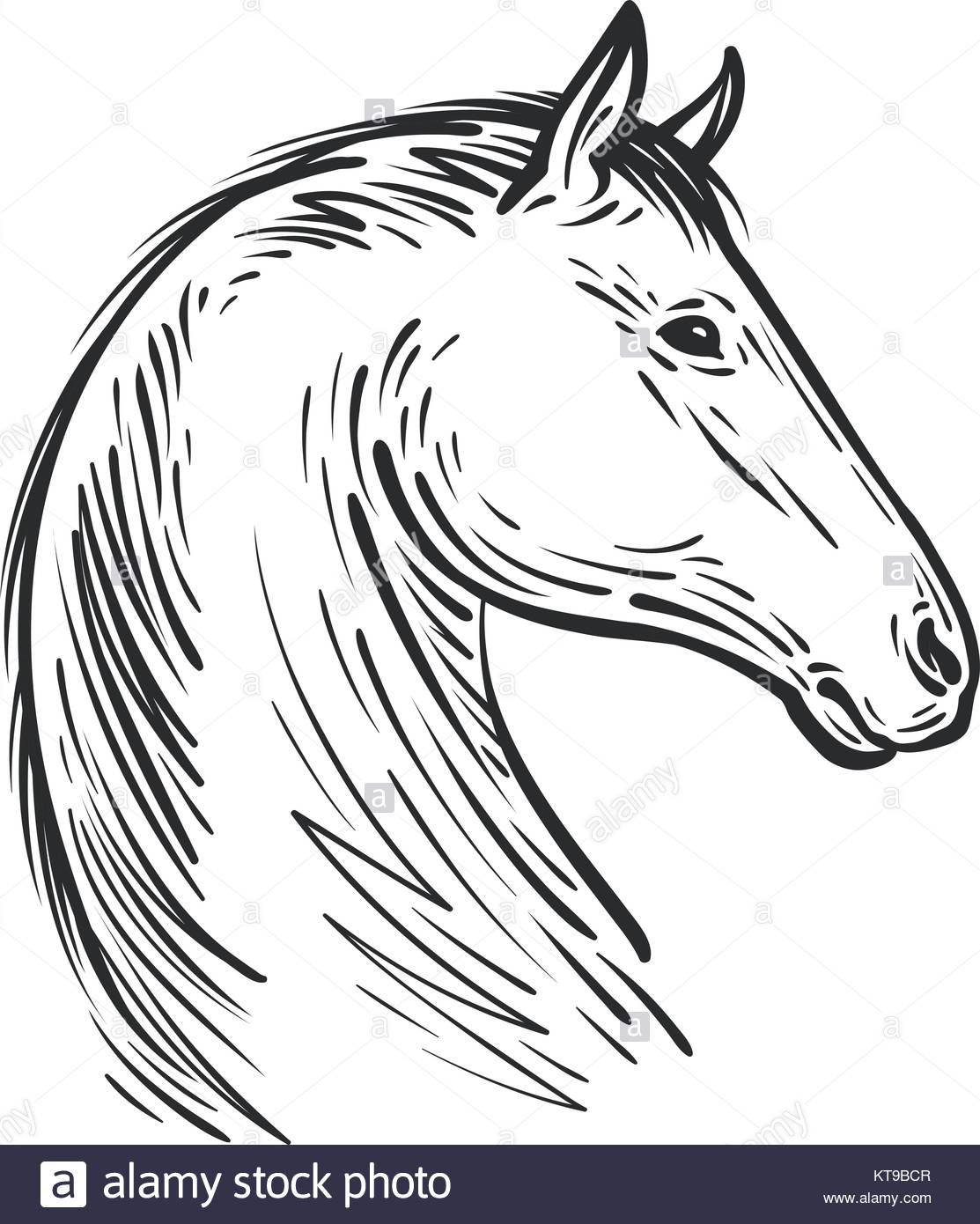 1113x1390 Farm Animal Black And White Stock Photos Amp Images