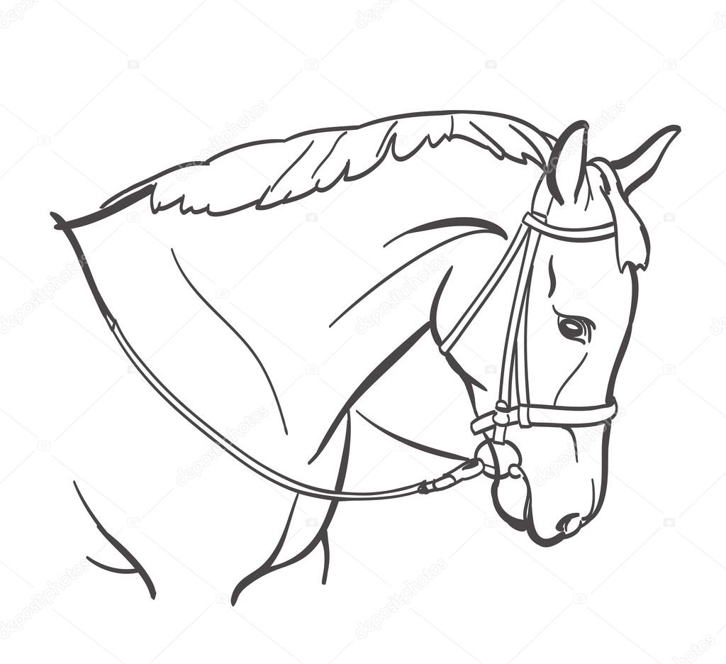 1024x936 Horse Head Line Art Drawing. Equestrian Training Theme Stock