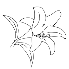 Black And White Lily Drawing