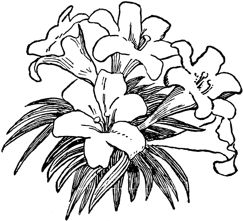 1024x931 Easter Lily Drawing Hd Easter Images