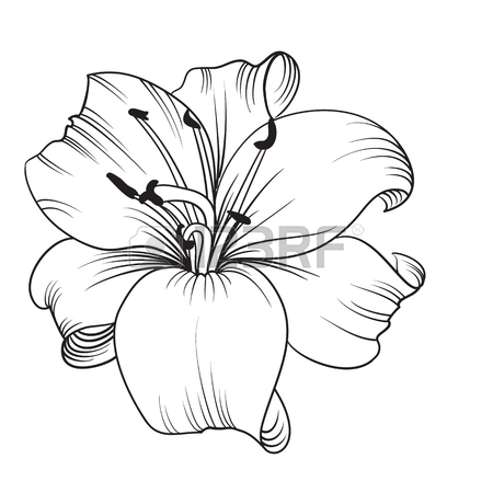 450x450 33,819 Lily Flower Cliparts, Stock Vector And Royalty Free Lily