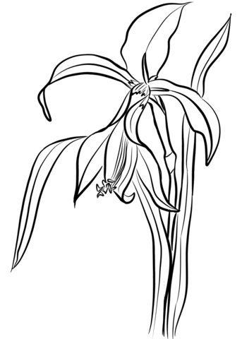 343x480 Lilies Coloring Pages Free Coloring Pages